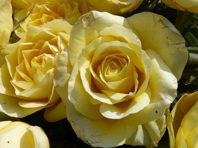 žluté růže